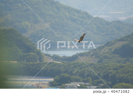 鳴門山から見たハチクマの渡り 鳴門山から見たハチクマの渡り 40471082