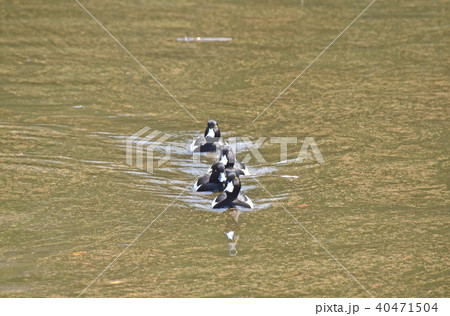 キンクロハジロ（金黒羽白） 40471504