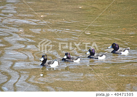 キンクロハジロ（金黒羽白） 40471505