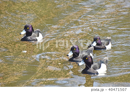 キンクロハジロ（金黒羽白） 40471507