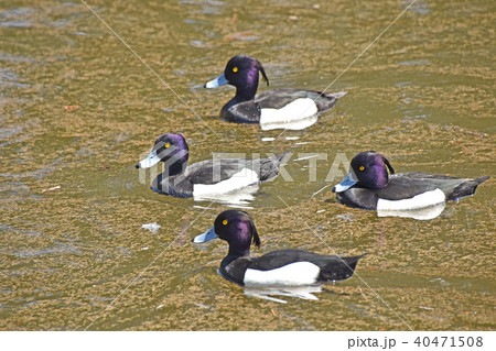 キンクロハジロ（金黒羽白） 40471508