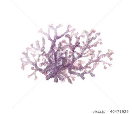 珊瑚藻 サンゴモ 珊瑚藻 サンゴモ 40471925