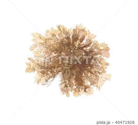 珊瑚藻　サンゴモ 40471926