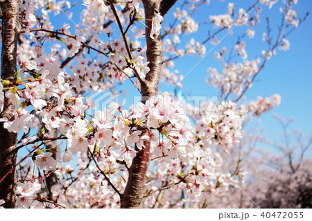 桜_1 桜_1 40472055