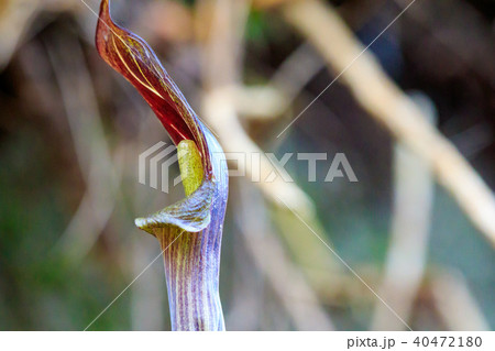 ミミガタテンナンショウ 40472180