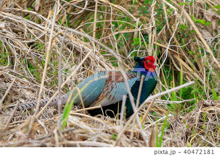 茅ヶ崎のキジ 40472181