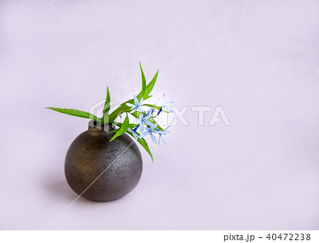 丁子草 40472238