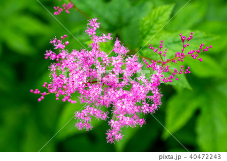 キョウカノコ キョウカノコ 40472243