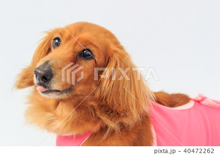 術後服のダックス 40472262