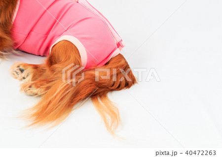 術後服のダックス 40472263