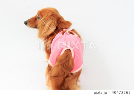 術後服のダックス 40472265