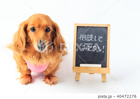 乳腺腫瘍手術後のダックスの写真素材 [40472276] - PIXTA