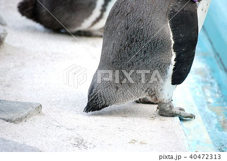 フンボルトペンギン おしりの写真素材