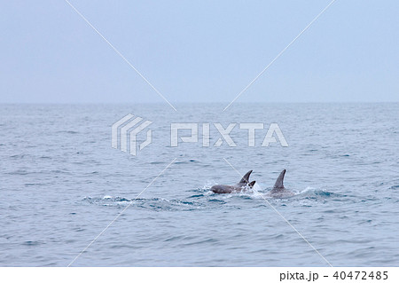 串本のホエールウォッチング 40472485
