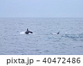 串本のホエールウォッチング 40472486