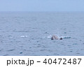 串本のホエールウォッチング 40472487