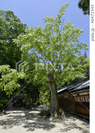 一言主神社 一言主神社 40472545