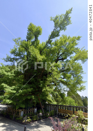 一言主神社　大銀杏 40472841
