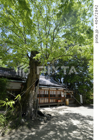 一言主神社　ムクロジ 40472842