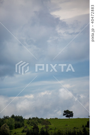 Pine tree on green Rhodope mountain hill vertical Pine tree on green Rhodope mountain hill vertical 40472883