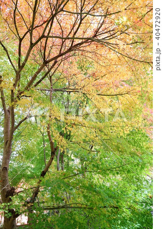 紅葉のはじまり 葉のグラデーション 紅葉のはじまり 葉のグラデーション 40472920