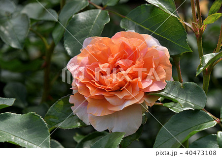 バラ（ザンガーハウザー・ユビレウムスローゼ） 40473108