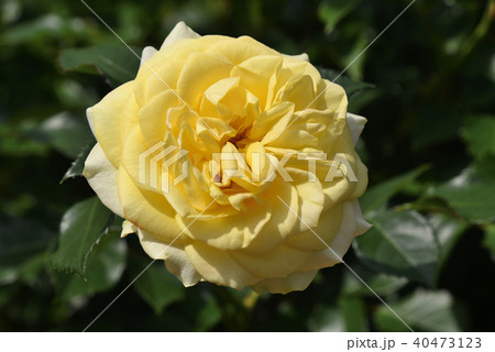 バラ（サンライト・ロマンティカ） 40473123