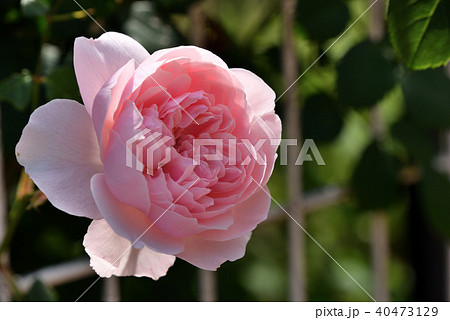 バラ(ウィズリー 2008) バラ(ウィズリー 2008) 40473129