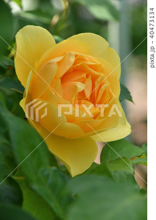 バラ(グラハム・トーマス) バラ(グラハム・トーマス) 40473134