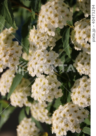 こでまり こでまり 40473294