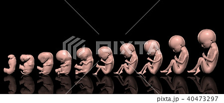 胎児週別成長図（3,4,5,6,7,8,9,16,20-36,38W） 40473297
