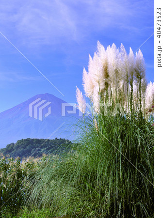 西洋ススキと富士山 7607の写真素材