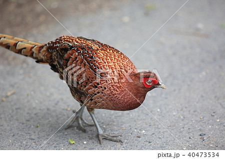ヤマドリ(亜種キタヤマドリ) ヤマドリ(亜種キタヤマドリ) 40473534