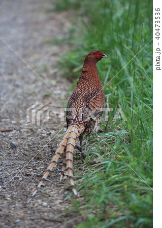 ヤマドリ(亜種キタヤマドリ) ヤマドリ(亜種キタヤマドリ) 40473536