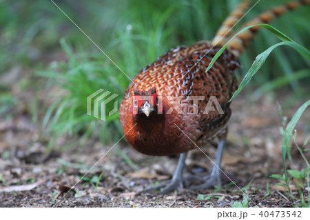 ヤマドリ(亜種キタヤマドリ) ヤマドリ(亜種キタヤマドリ) 40473542