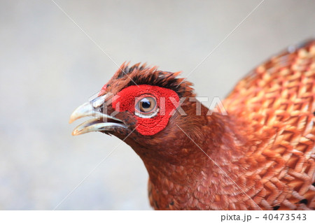 ヤマドリ（亜種キタヤマドリ） 40473543