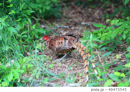 ヤマドリ（亜種キタヤマドリ） 40473545
