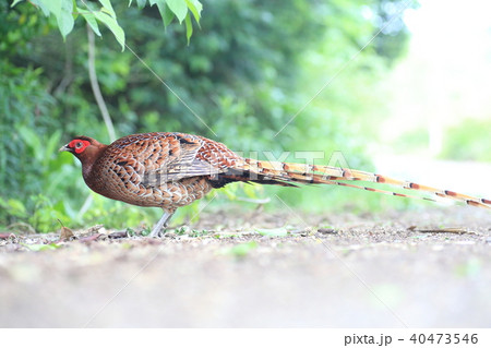 ヤマドリ 亜種キタヤマドリ の写真素材