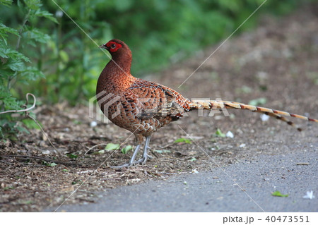 ヤマドリ(亜種キタヤマドリ) ヤマドリ(亜種キタヤマドリ) 40473551