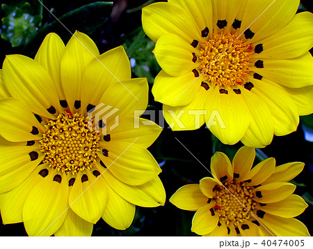 ガザニア 勲章菊 Gazania の写真素材