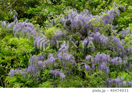 藤の花 40474031