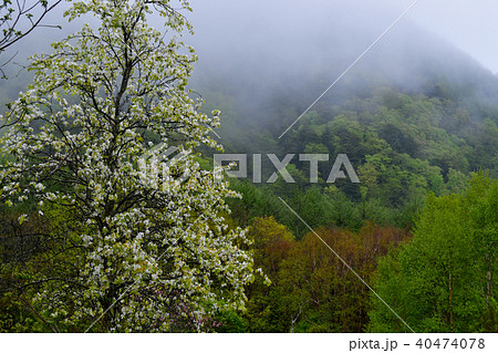 山梨の花 40474078