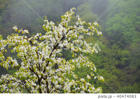 山梨の花 山梨の花 40474083