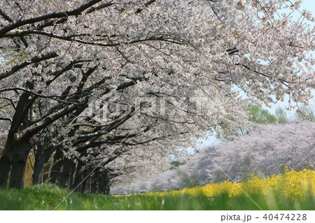 大潟村桜＆菜の花ロード2018 40474228