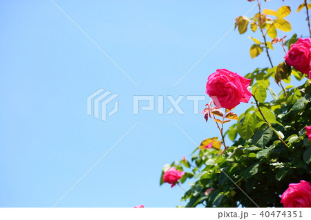 ツルバラ マリアカラス ツルバラ マリアカラス 40474351