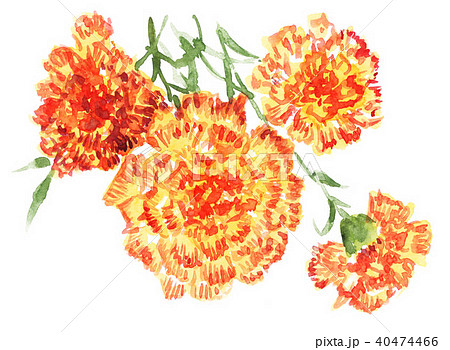 carnation18513pix7 carnation18513pix7 40474466