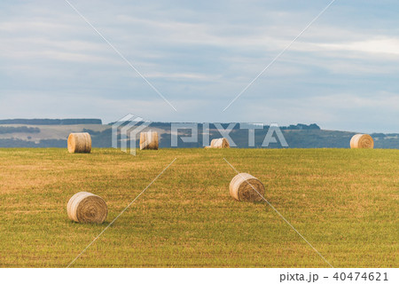 Round hay bales on the field 40474621