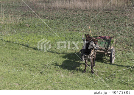 Landscape with a donkey. 40475305