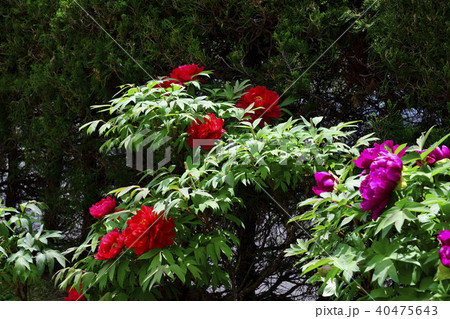 花、牡丹、赤色、赤紫色＠自宅の庭、堺市、大阪府 40475643