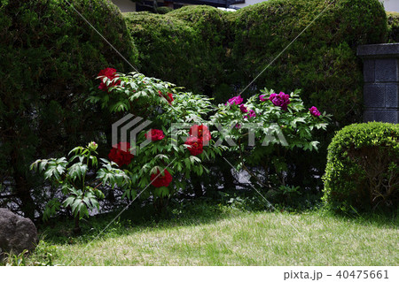 花、牡丹、赤色、赤紫色＠自宅の庭、堺市、大阪府 40475661